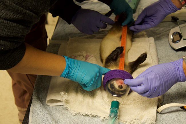 Sedated black-footed ferret Sedated black-footed ferret being measured.