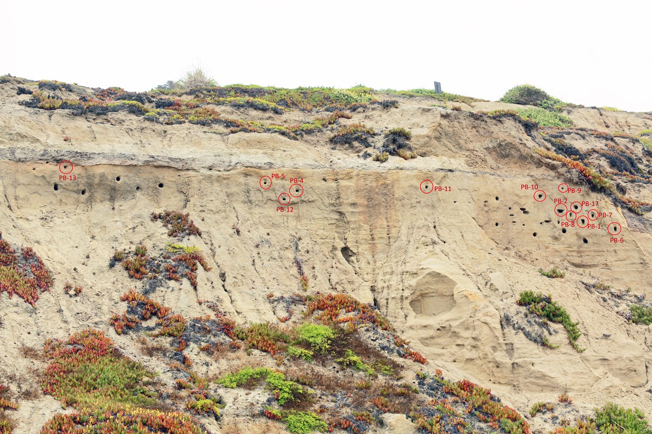 Section of sandstone cliff dotted with deep burrows and patches of iceplant. 13 of the burrows are circled in red indicating that they featured bank swallow activity in 2023.