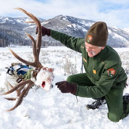 Investigating Wolf Kill Sites a park biologist holding up an elk skull