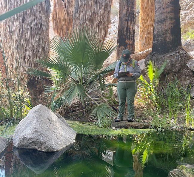 Woman in NPS uniform stand at the edge of a large spring, surrounded by palm trees.