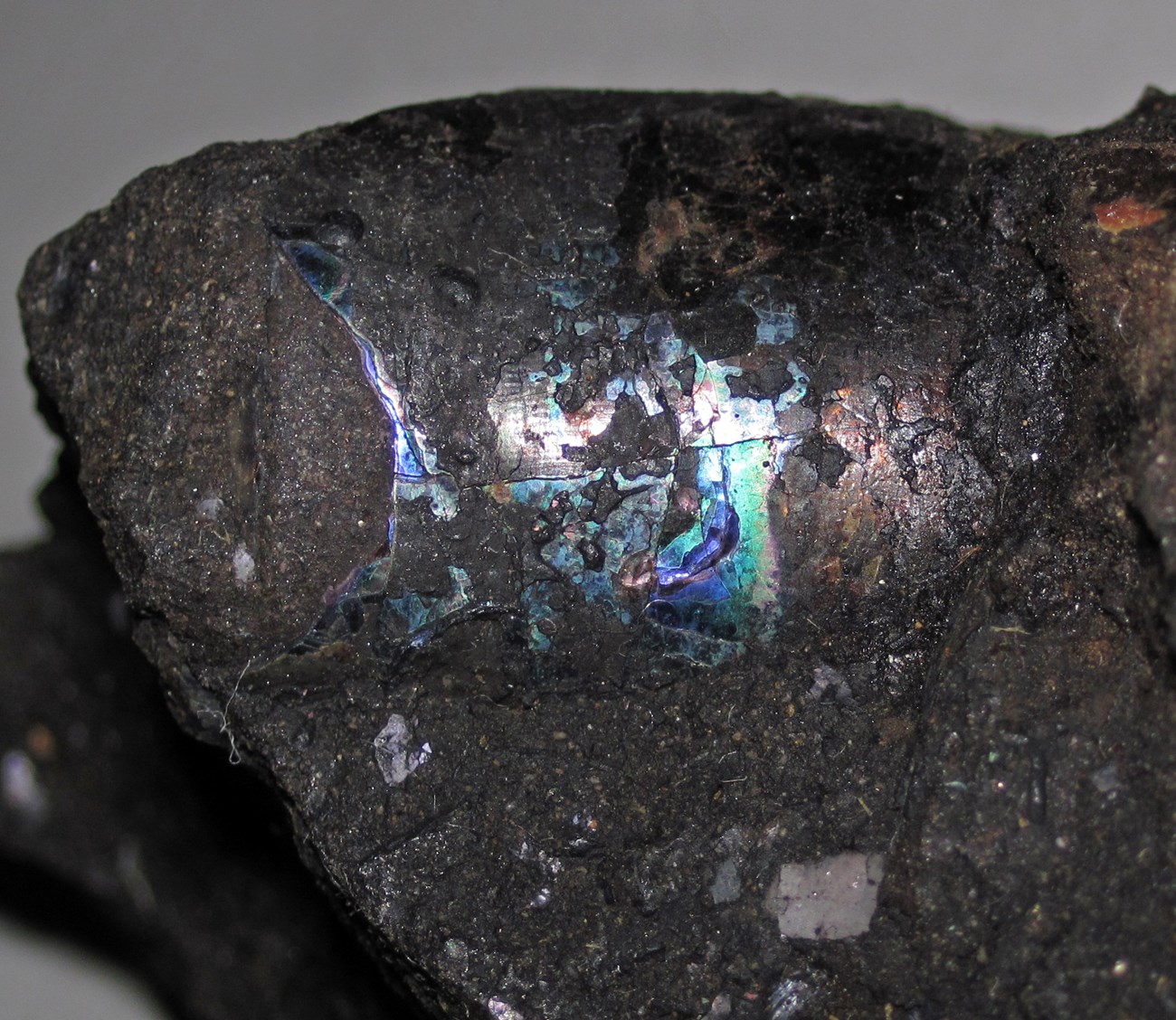 51194067405_f28474bd99_o Photo of a fossil shell with colorful reflection
