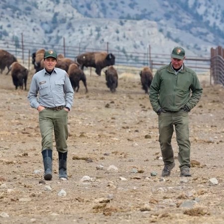 Restoring Bison Across the U.S. two park rangers walking away from a group of bison