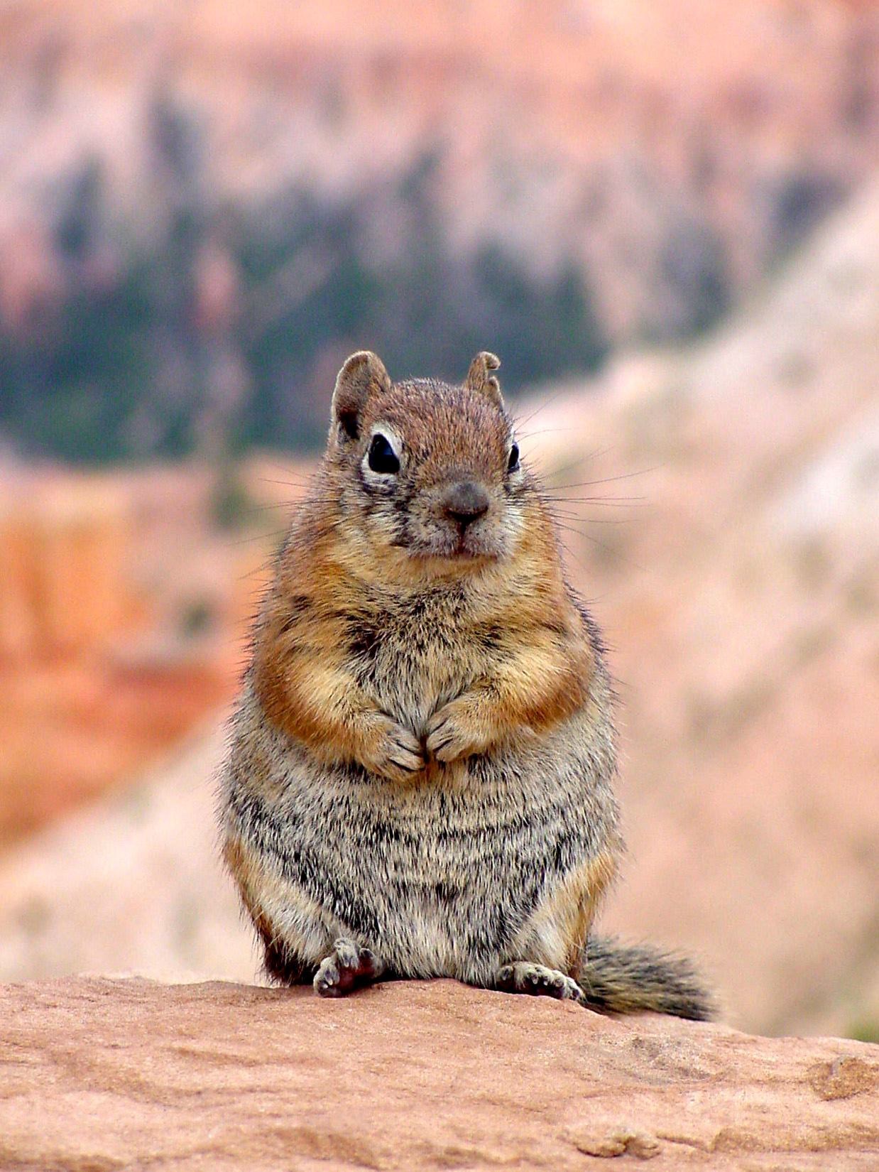 Golden-mantled ground squirrel, Bryce Canyon National Park Chubby squirrel with orange and yellow arms and head and an ivory belly, sits on a red rock facing towards the camera.