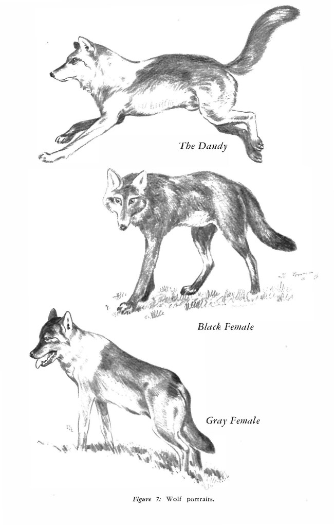 Composite sketch with three wolves.