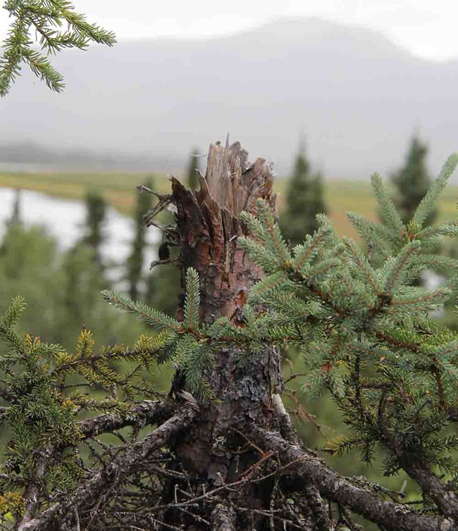 A conifer with the top cut off stands on a bluff overlooking a river and the mountains.