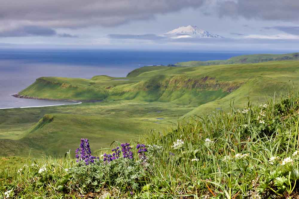 The Aleutians: Observing Recent Floristic Changes Along the