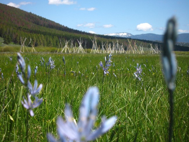 A field of bright green grass with snow-capped mountains in the background. Light purple flowers shoot up from the grass and are dotted throughout the foreground. In the middle-ground stands a cluster of tipi frames without covers on them.