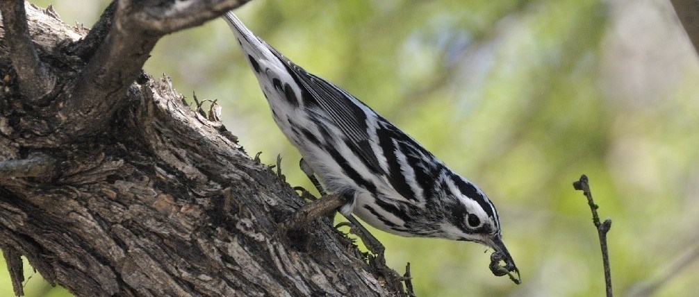 Black-And-White Warbler  Missouri Department of Conservation