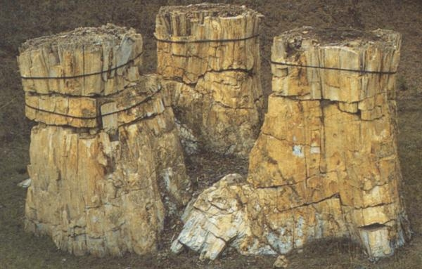 Photo of 3 fossilized rewdood tree stumps.