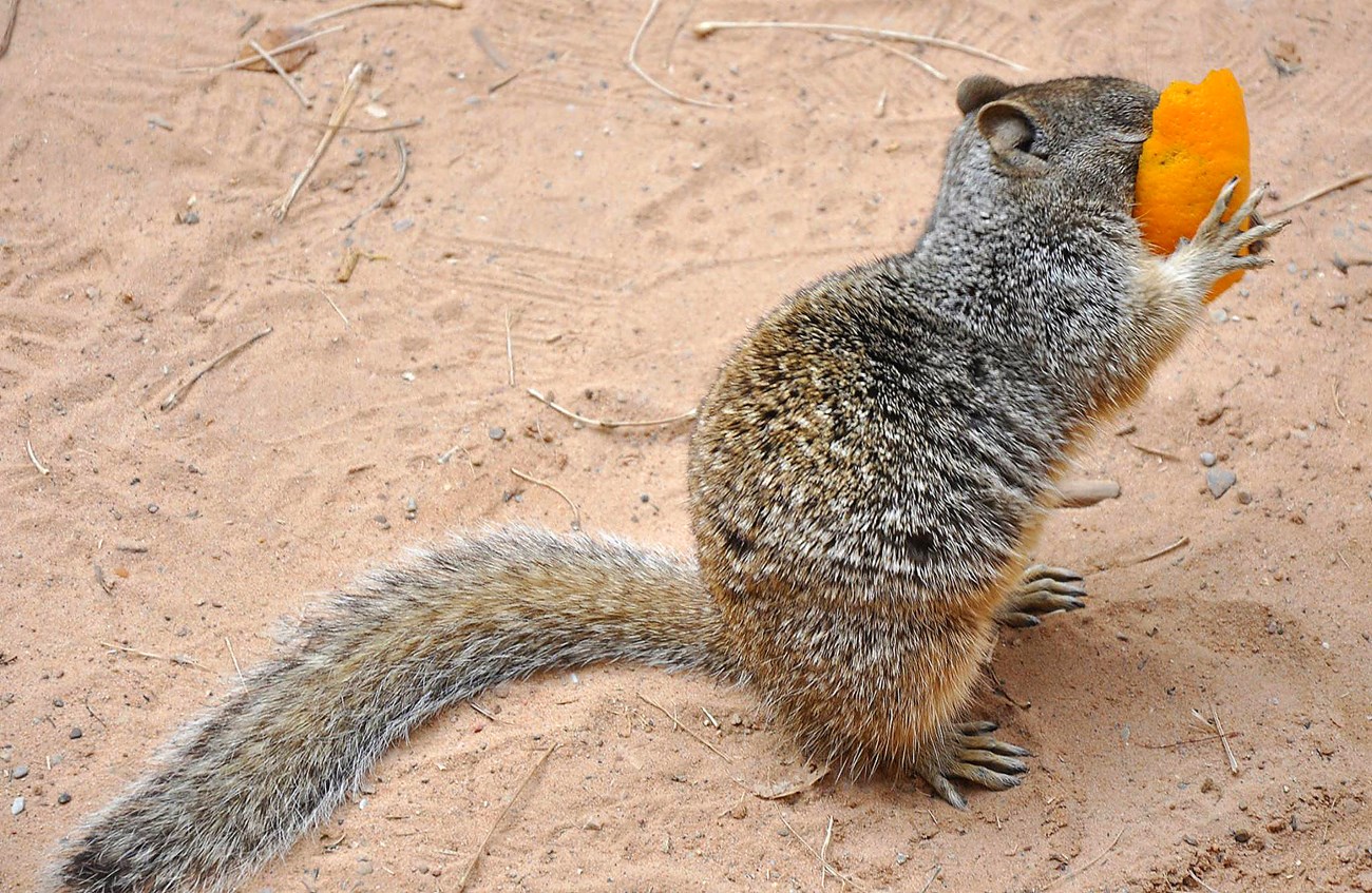 Rock squirrel in Zion National Park Squirrel holding an orange peel up to its face.