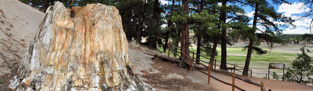 881204AB-1DD8-B71B-0B0E385FC8C72992 mountain valley and petrified tree stump