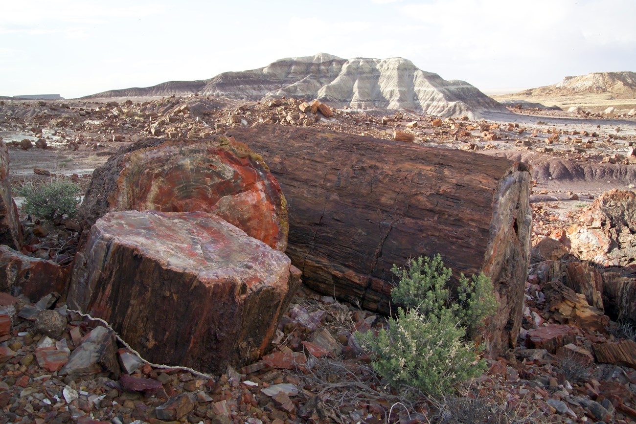 Photo of petrified wood in a desert landscape.