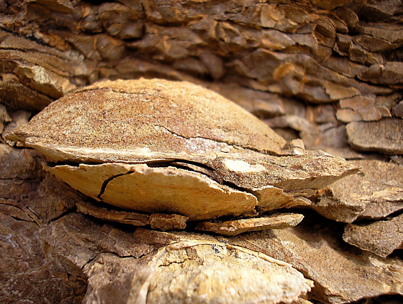 9CF3F6AE-155D-451F-6712ED93F5233BA4Original Photo of a fossil bivalve "clam".