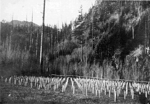 Historical photo of Northern red oak plantation.