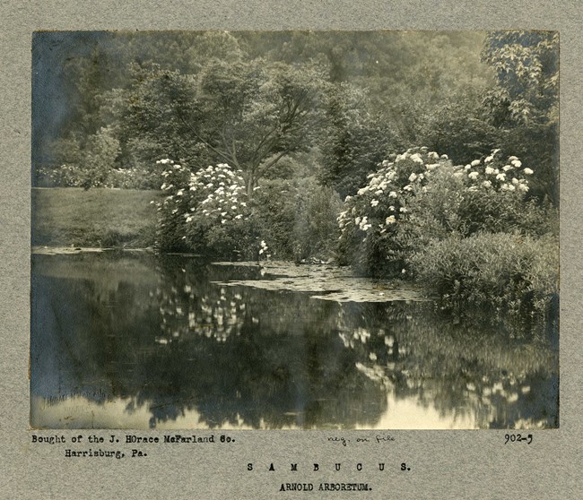 Black and white photograph of many plants around a small body of water, with plants and shrubs reflected in the water.