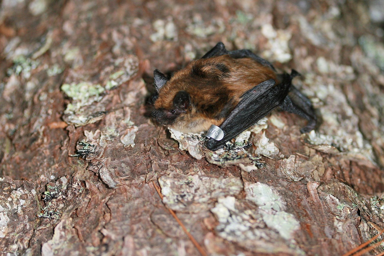 Eastern small-footed bat Small bat with reddish furand black snout, ears, and wings clings to the trunk of a tree. It has a small metal tag on its wing.