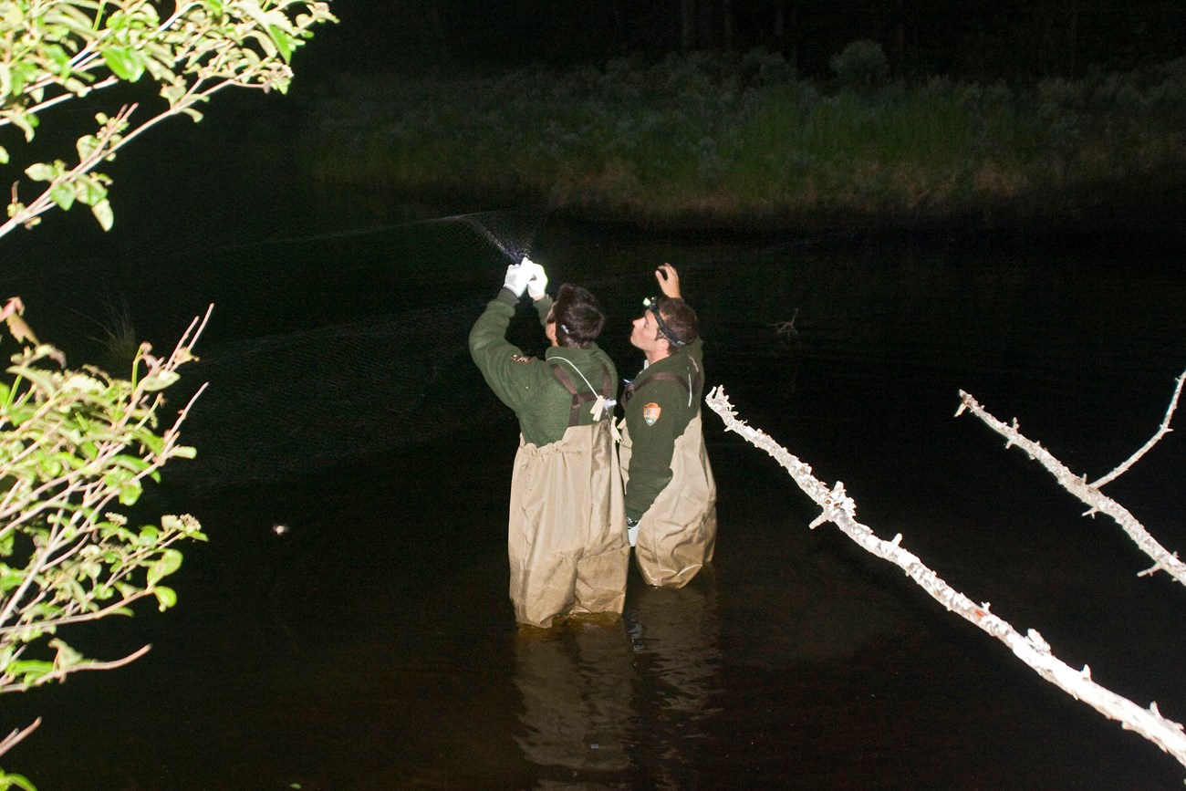 Extracting a bat Two people in waders and green NPS sweatshirts standing in thigh-high water, reaching up to extract a bat from a barely visible net.