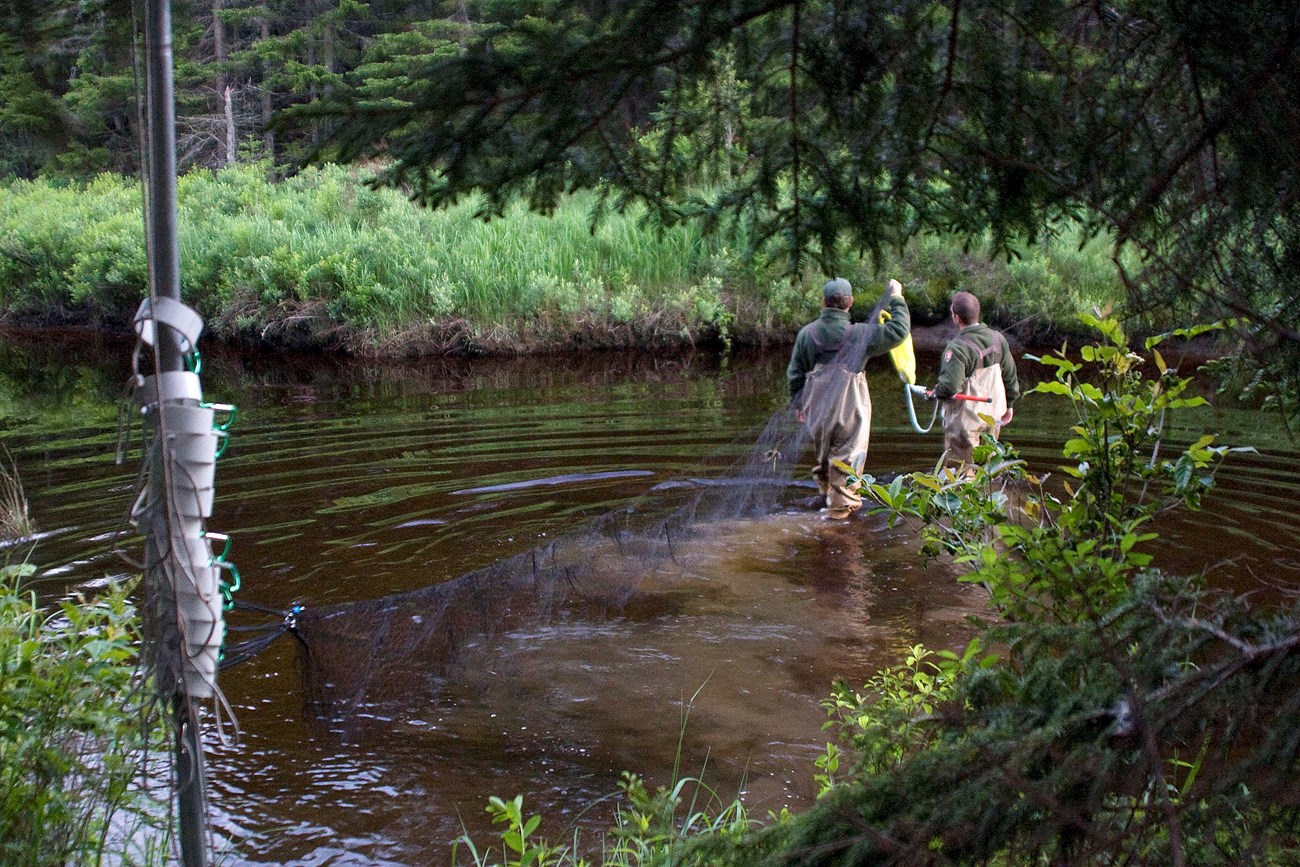 Setting mist nets Two people in waders and green NPS field gear wade across a large stream carrying one end of a fine black net that's already anchored to the near bank in the foreground. Greenery is all around the waterway.