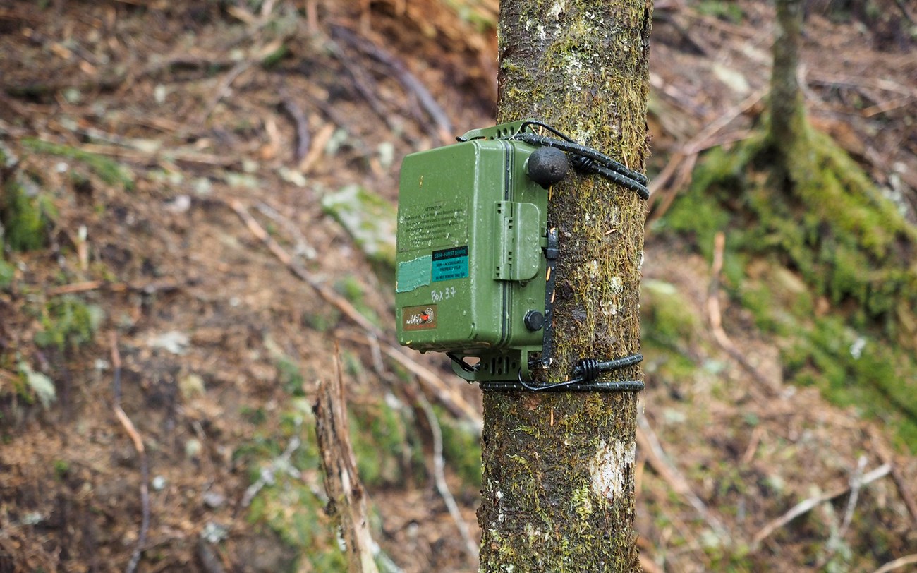 Small green plastic box strapped to a small tree with black bungee cords. A foam microphone protrudes from the side.