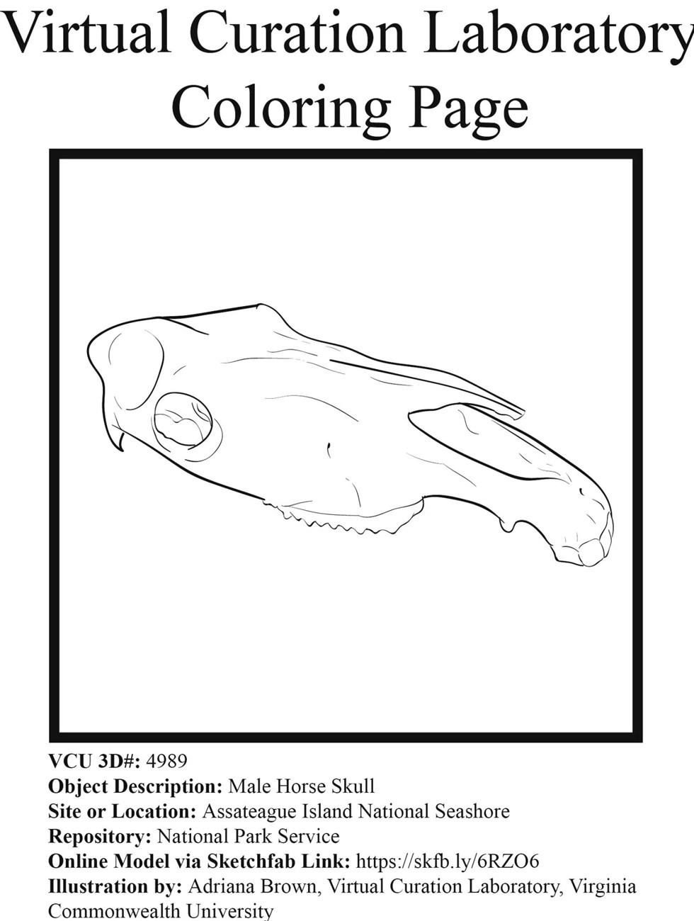 Line drawing of horse skull