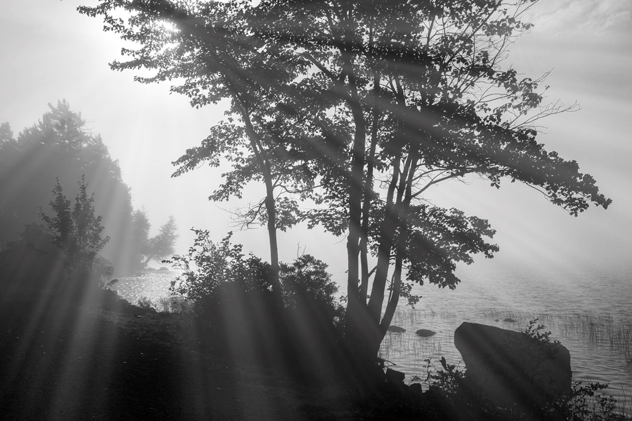 Black and white photograph of the silhouette of a large leafy tree in fog with light beams streaking through the branches