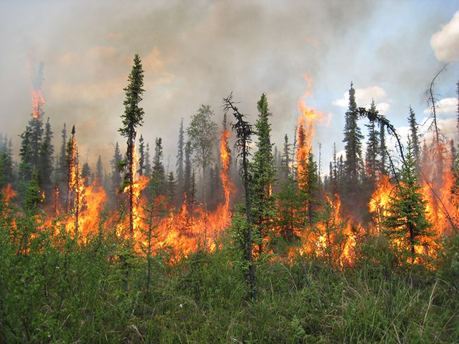 A black spruce forest on fire.