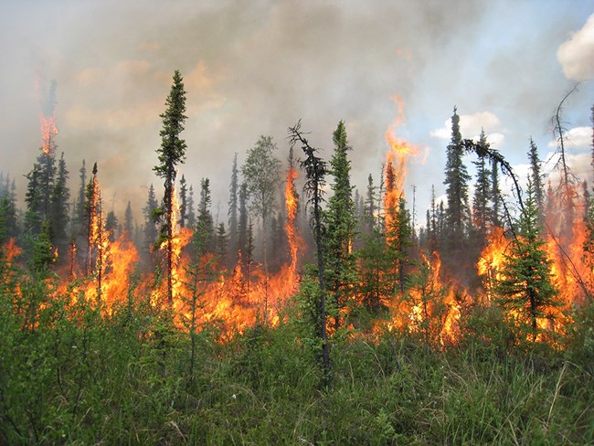 Alaska fire_AKClimateScienceCenter_web A black spruce forest on fire.