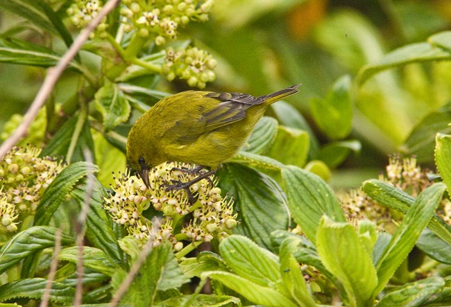 A yellow bird sits on green vegetation