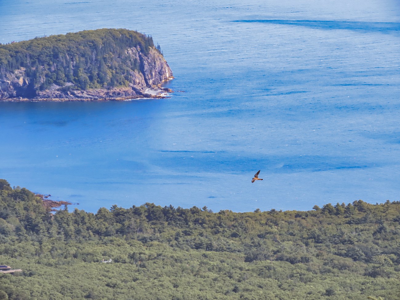 Migrating American Kestrel American Kestrel flies off in the distance with a grand mountainous and ocean background.