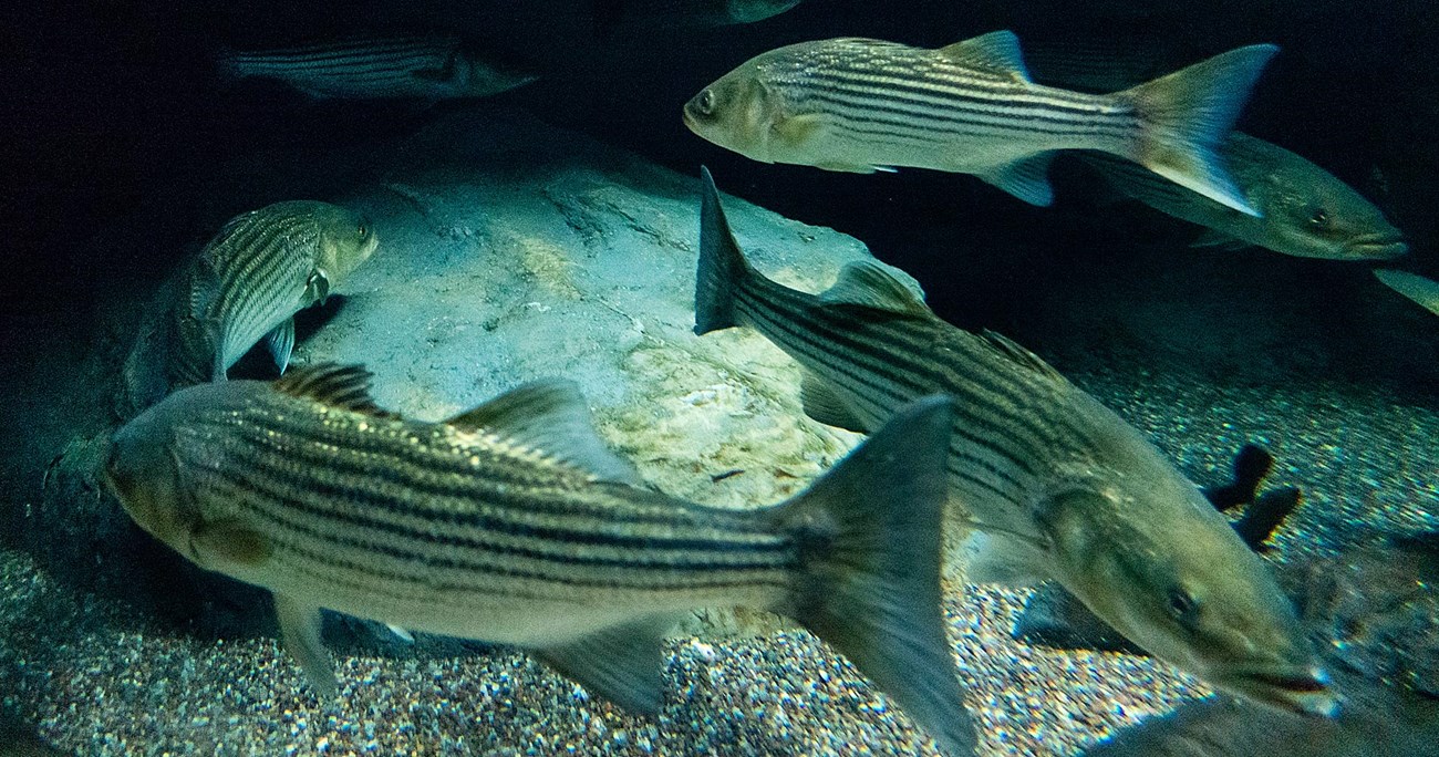 Fish in an aquarium.