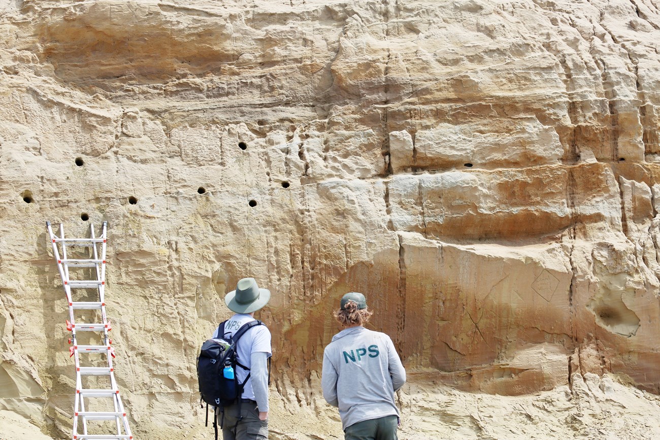 Two people with NPS t-shirts and green pants stand facing a section of sandstone cliff with a ladder leaning up against it and eight neatly drilled holes in the wall above.