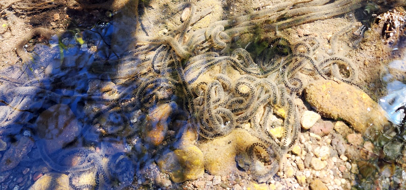 Transparent tubes filled with black eggs intertwined underwater on a stream bed.