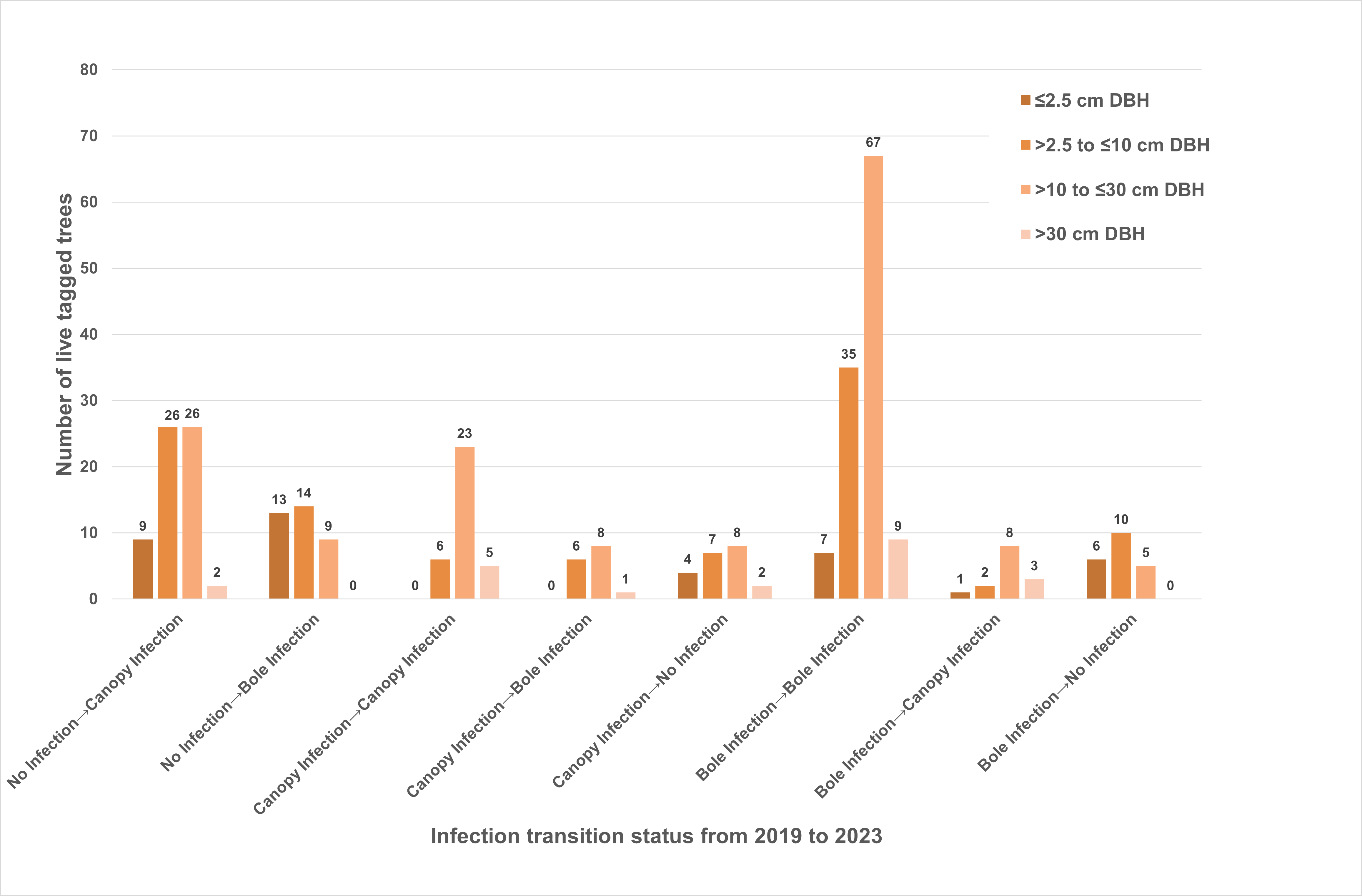 Graph of infection transition status for whitebark pine between 2019 and 2023, showing that most trees either went from no infection to a canopy infection, or retained bole infections over time.