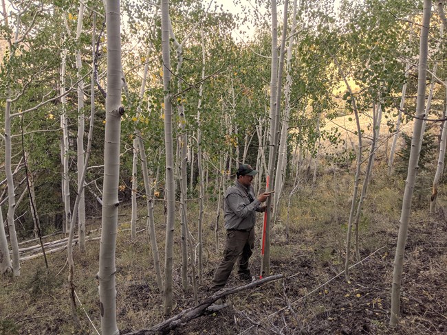 Man in National Park Service field uniform takes measurements of an aspen tree.