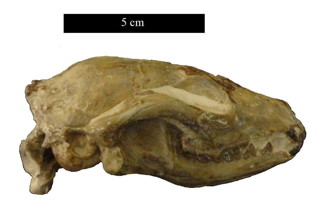 fossil skull