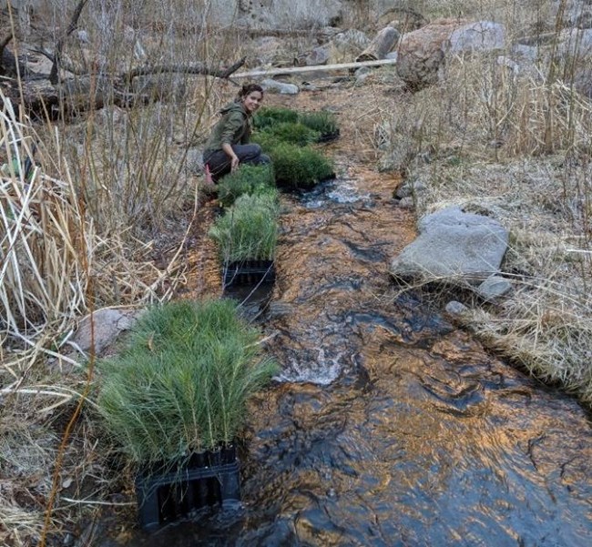 Moistening seedlings