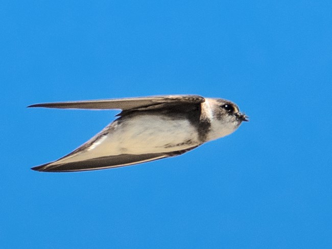 Gray and white bird in flight with insect prey hanging out of its beak.