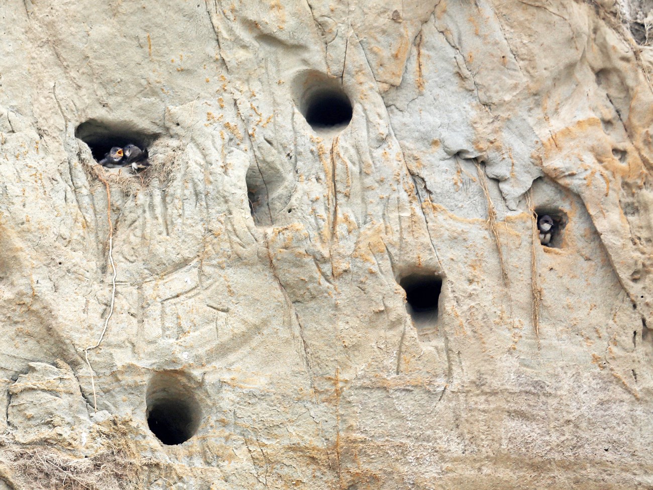 Close-up of a section of a vertical sandstone cliff with six holes in it. Small gray and white birds occupy the entrances to two of the holes.