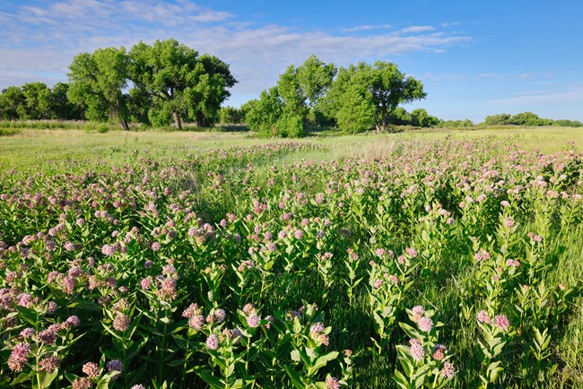 A field of pink and green flowers in front of full green trees.
