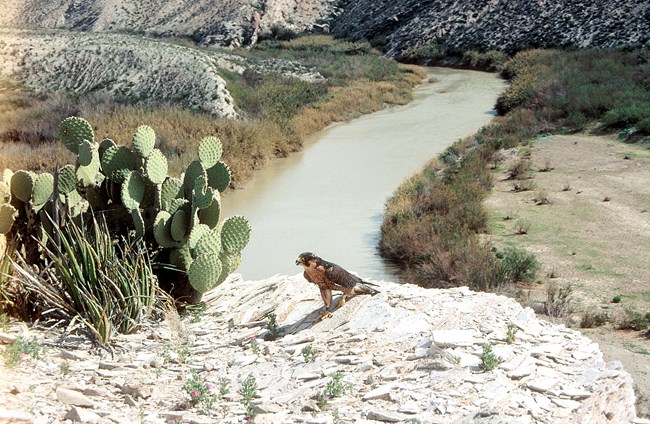 A large brown bird sits on a cliff next to a cactus above a river in a desert