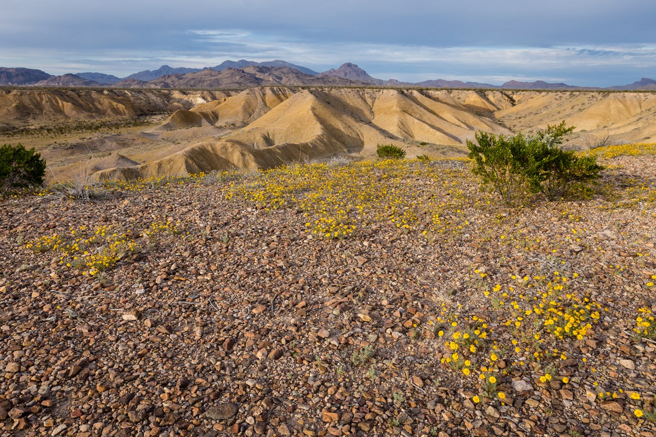 Hot! Yellow flowers blanket badlands and mountains under a hot sun.