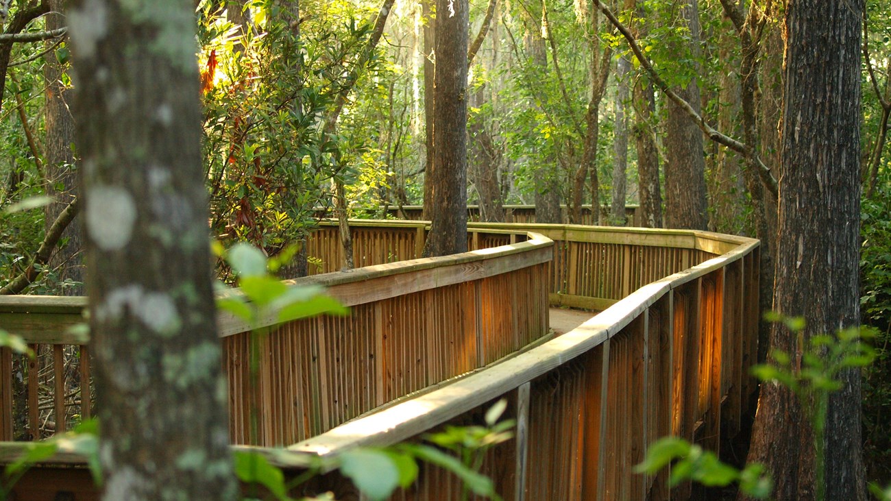 looking forward on a wooden boardwalk that meanders through a green forest.