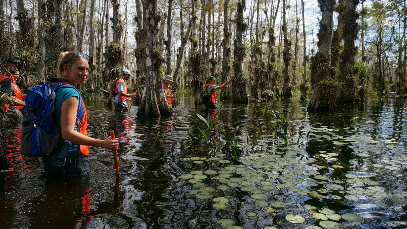 a group of hikers and a park ranger wade through waist high water in a cypress swamp with jungle-like plants.