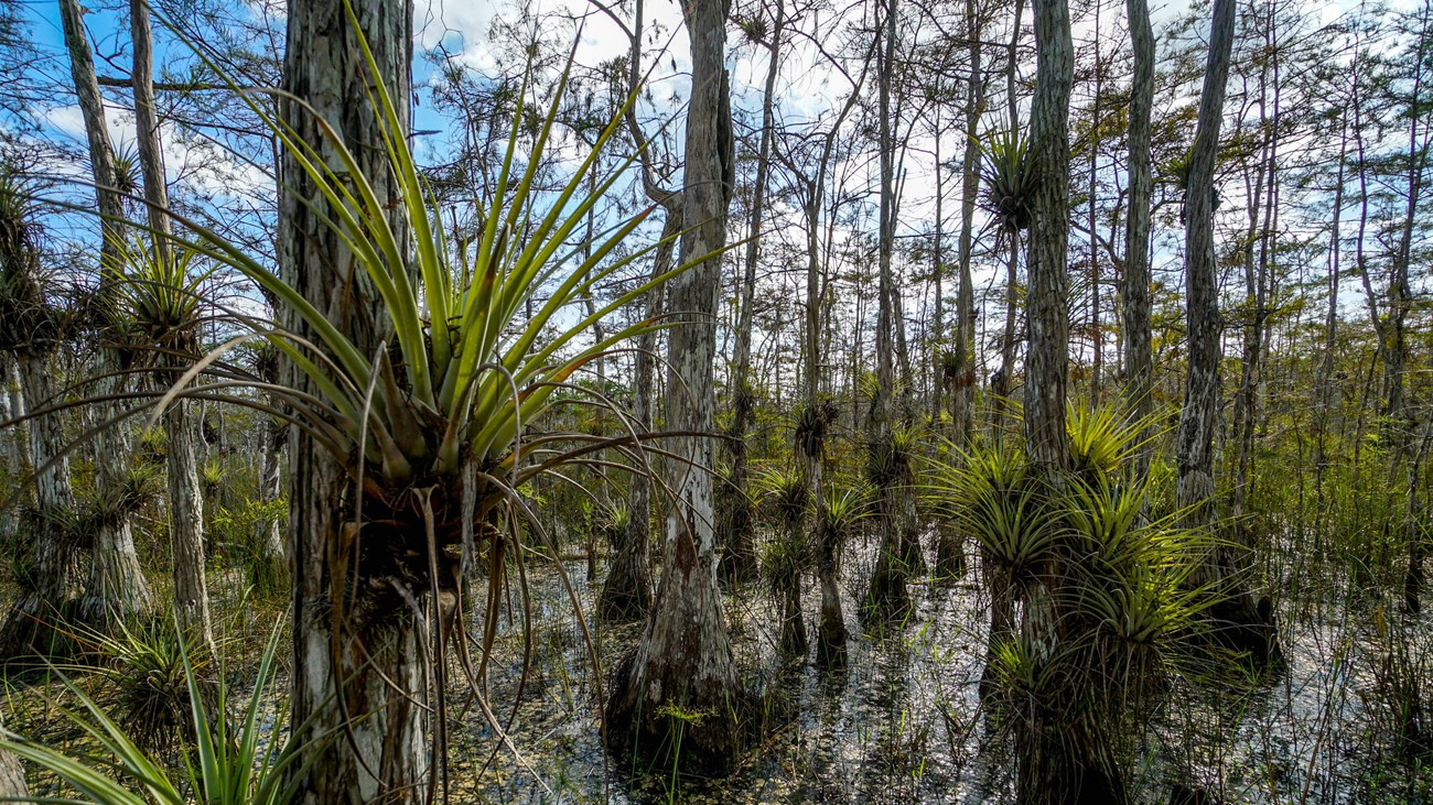 dozens of airplants with long thin leaves resembling those of a pineapple growing on cypress trees in a swamp