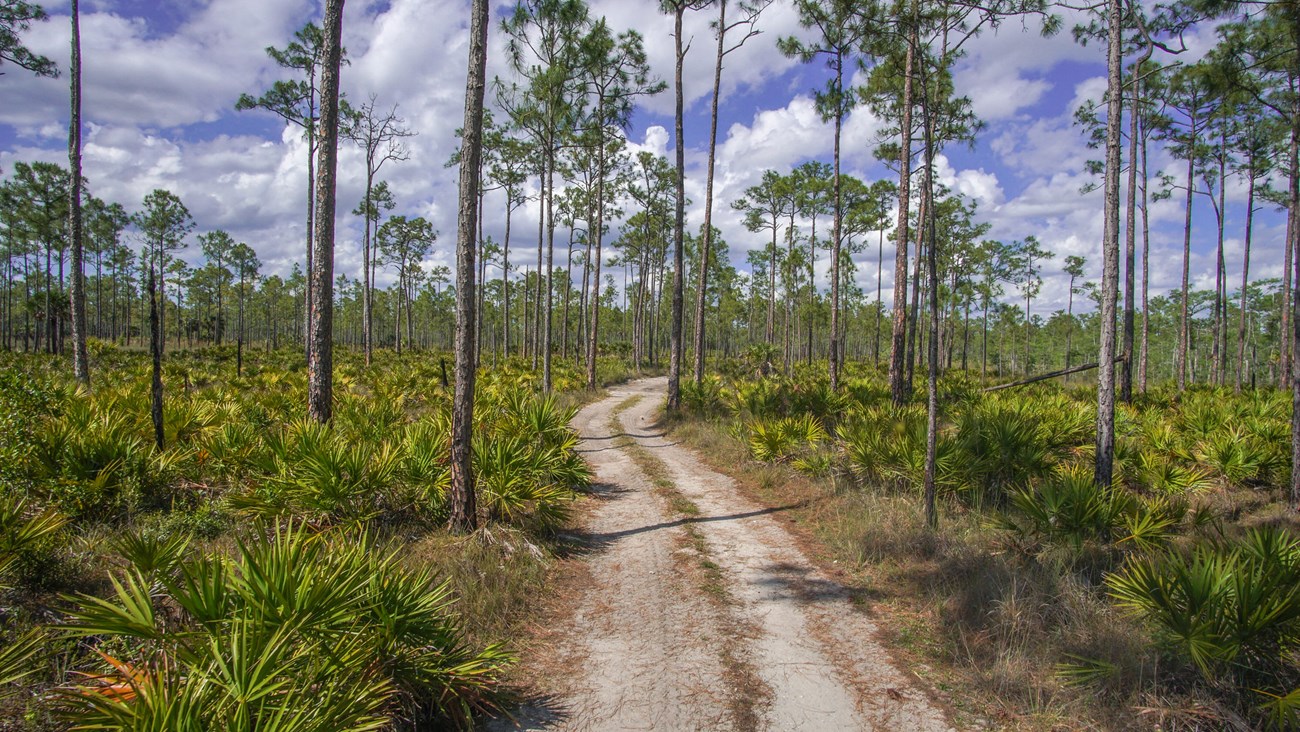 a dirt road leading through a pine woodland with saw palmettos in between the trees.
