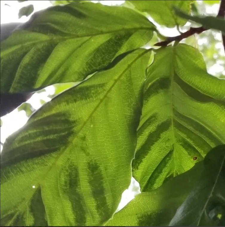 A close-up image of a cluster of beech leaves striped with dark banding.