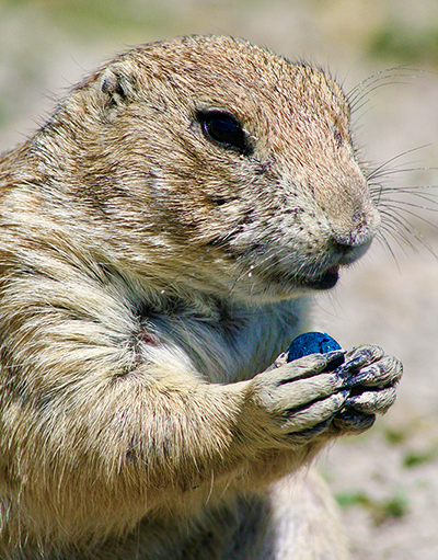 do prairie dogs have the plague