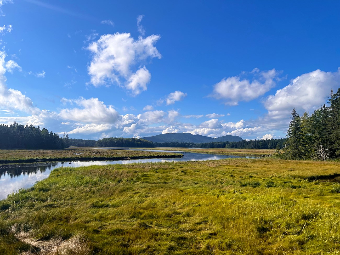 landscape photo of a marsh with grass and open water; blue skies, mountains and tall evergreen trees in the background.