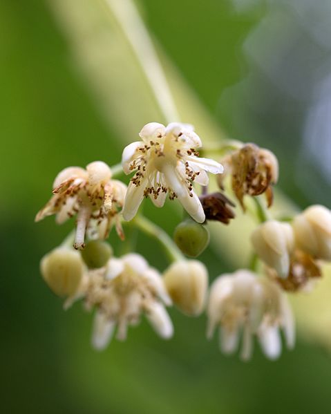 American Basswood (U.S. National Park Service)