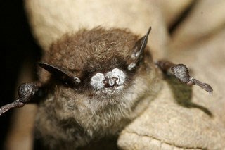 Closeup virew of a brown bat held by a gloved hand, and showing the white nose syndrome symptom of white fungal infection around its nose.